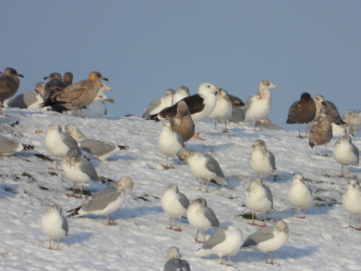 Büyük Kara Sırtlı Martı - ML645286433