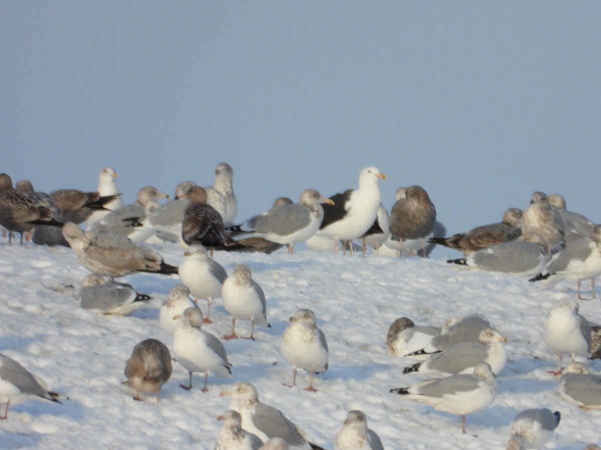 Büyük Kara Sırtlı Martı - ML645286434