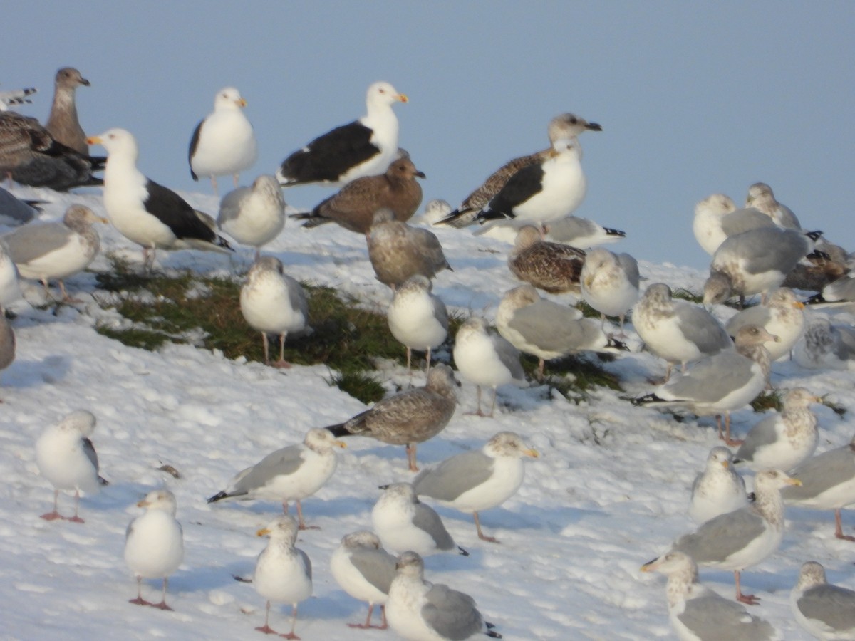 Büyük Kara Sırtlı Martı - ML645286435