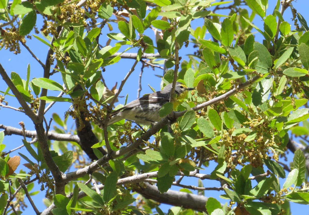 Grace's Warbler - ML645286438