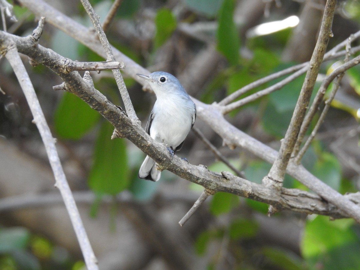 Blue-gray Gnatcatcher - ML645286440