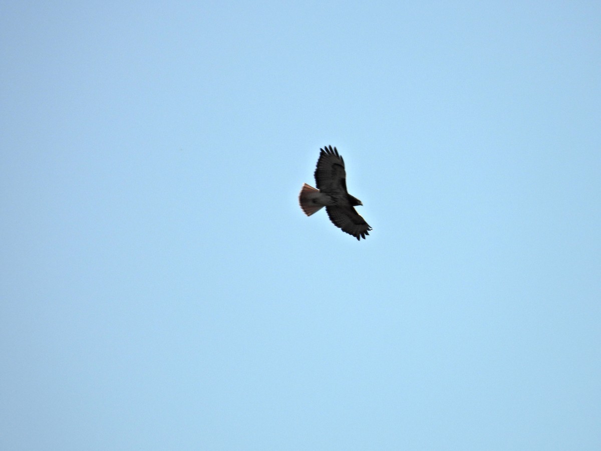 Red-tailed Hawk (abieticola) - ML645286447