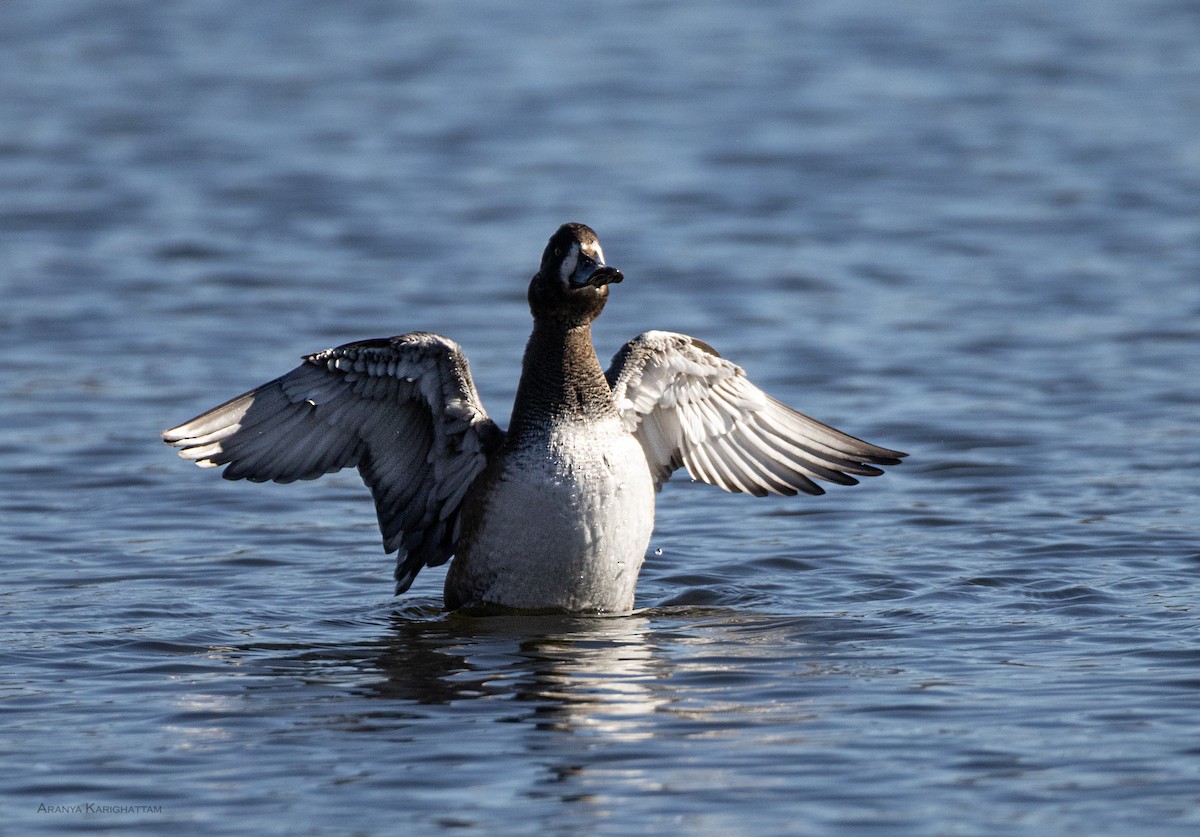 スズガモ - ML645286455