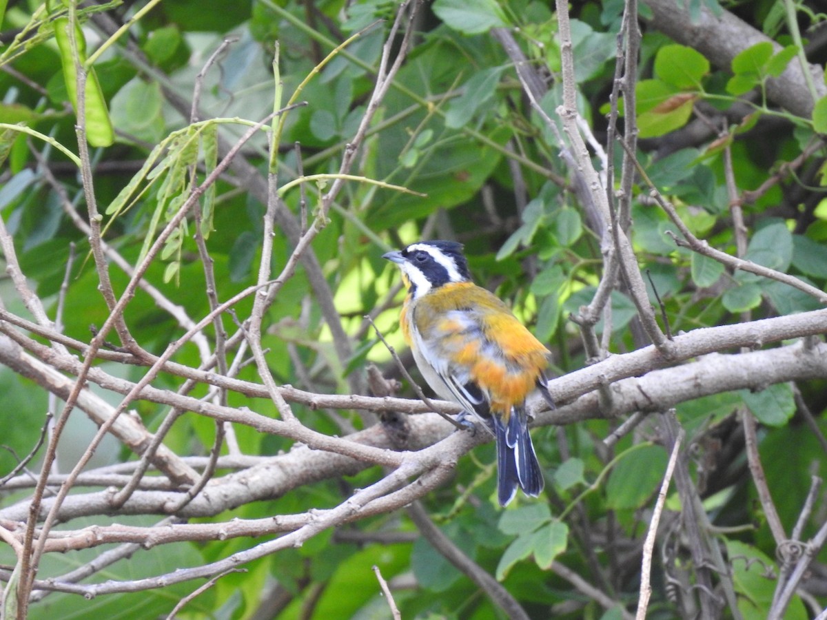 Western Spindalis - ML645286471