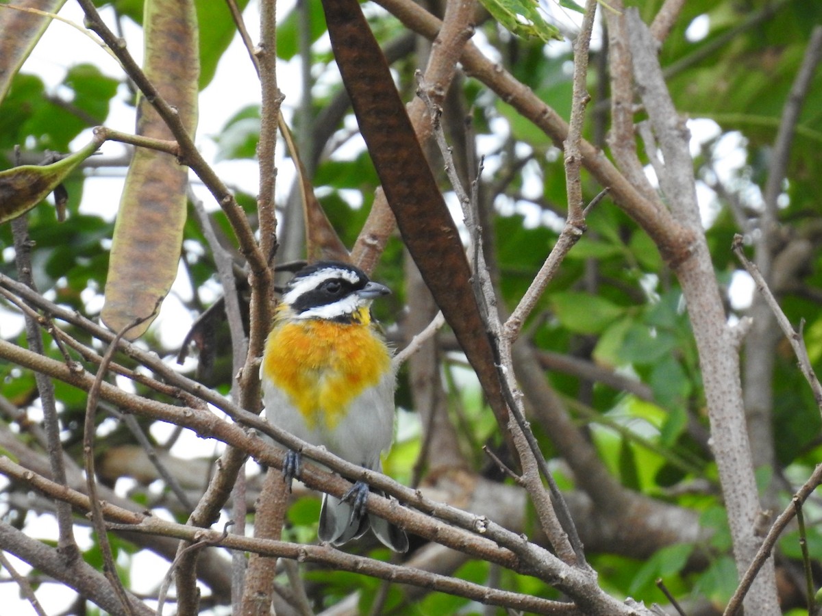 Western Spindalis - ML645286472