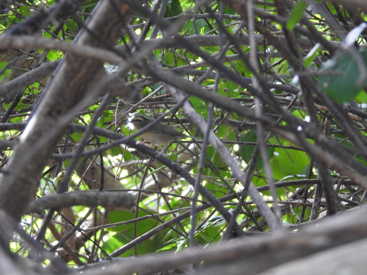 Worm-eating Warbler - ML645286486