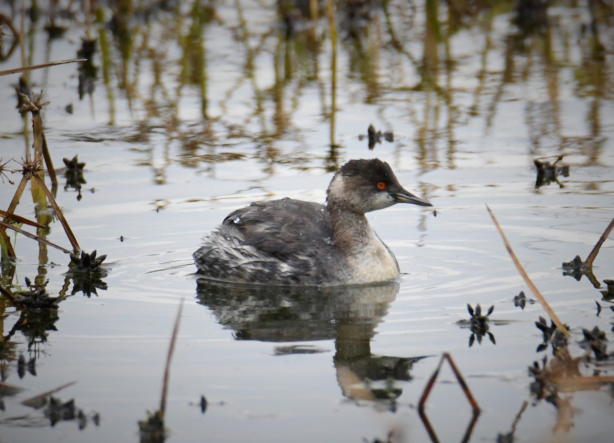 Eared Grebe - ML645286487