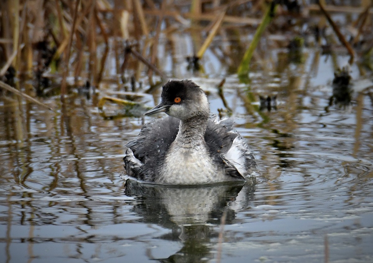 Eared Grebe - ML645286488