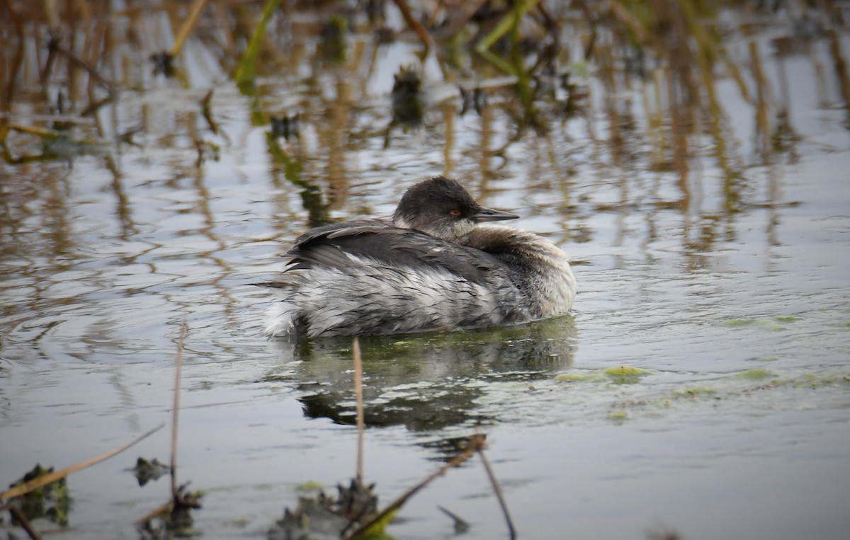 Eared Grebe - ML645286489