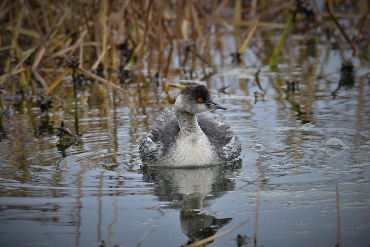 Eared Grebe - ML645286490