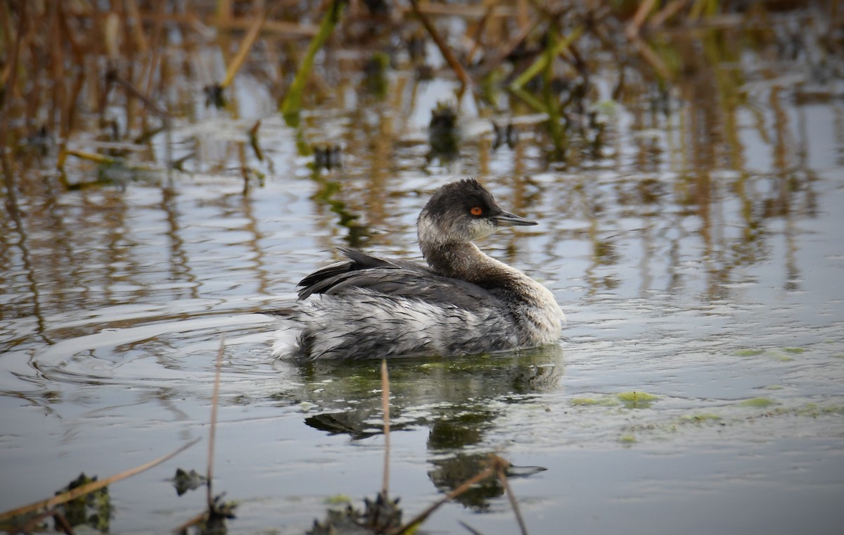 Eared Grebe - ML645286491