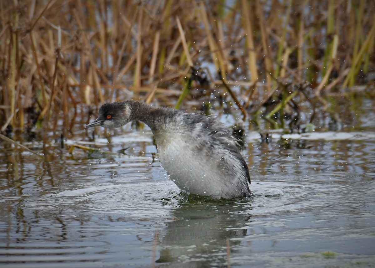 Eared Grebe - ML645286492