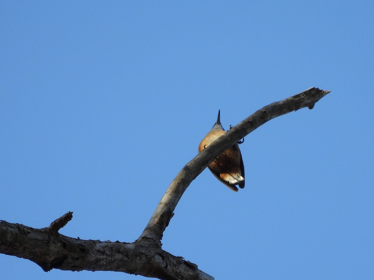 Red-breasted Nuthatch - ML645286525