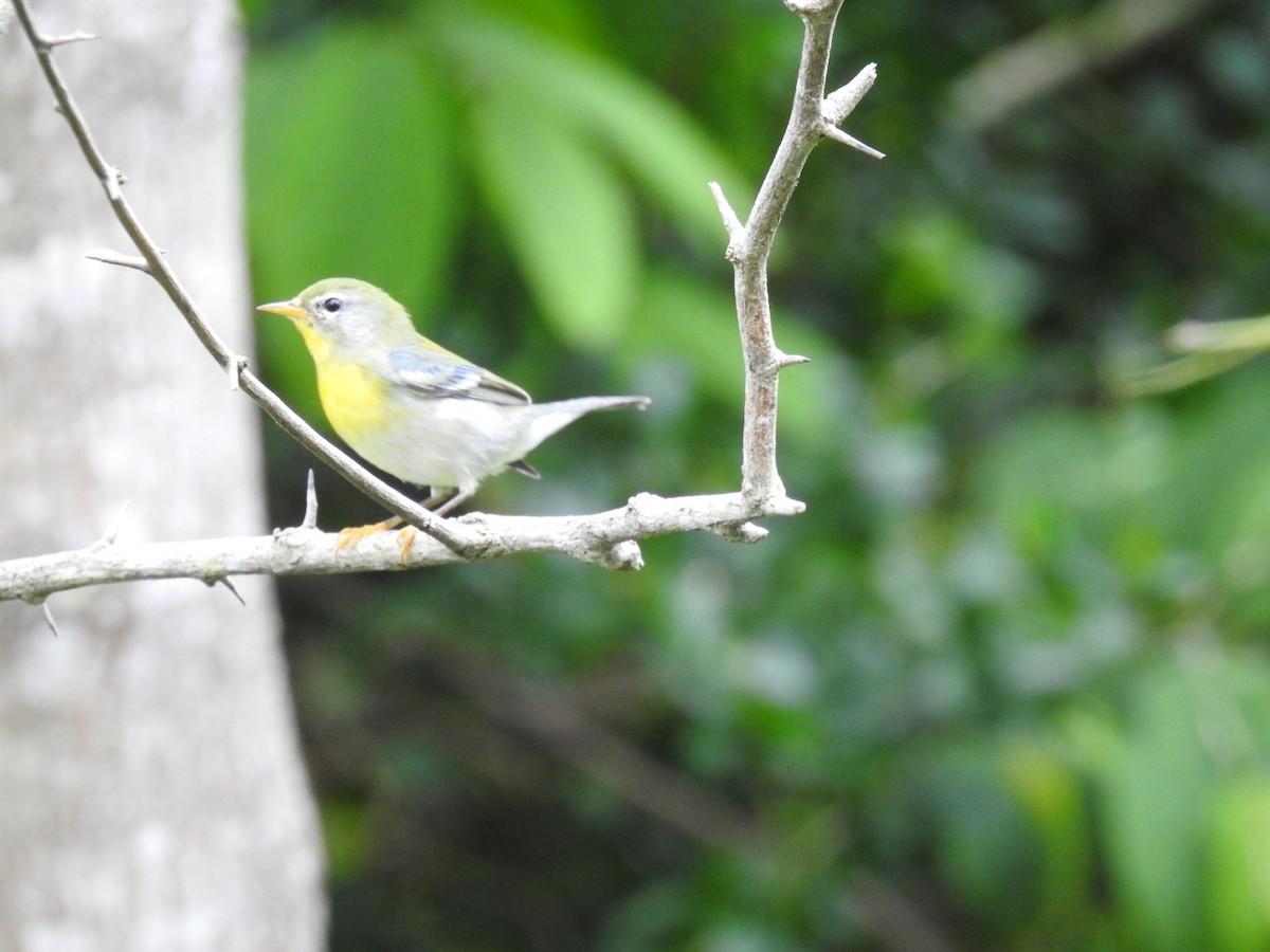 Northern Parula - ML645286528
