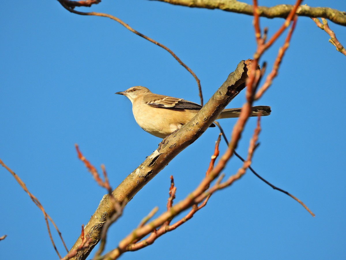 Northern Mockingbird - ML645286553
