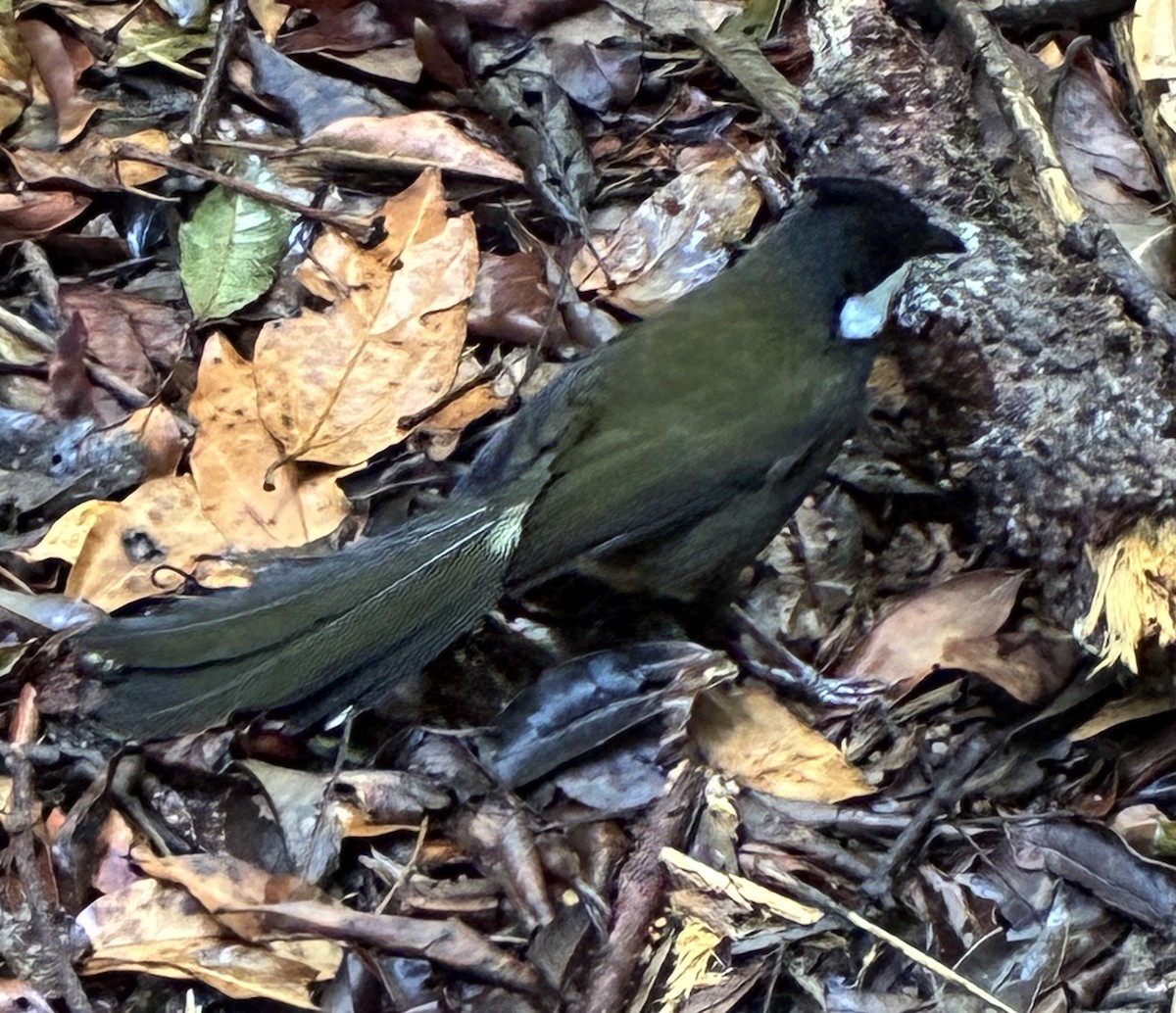 Eastern Whipbird - ML645286558