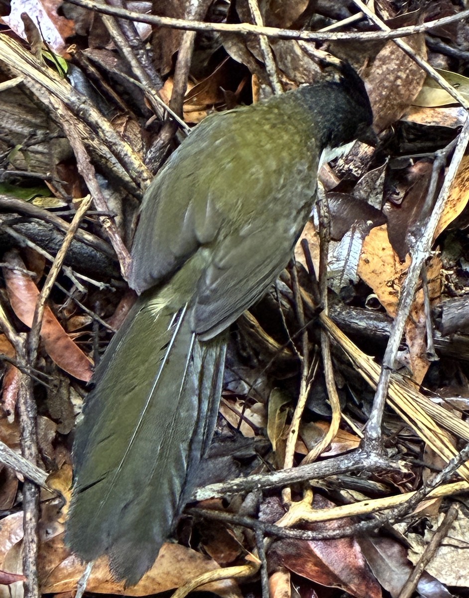 Eastern Whipbird - ML645286559