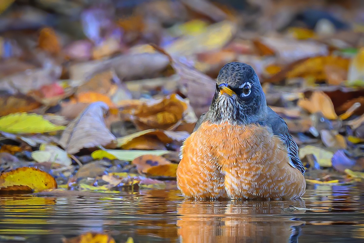 American Robin - ML645286564