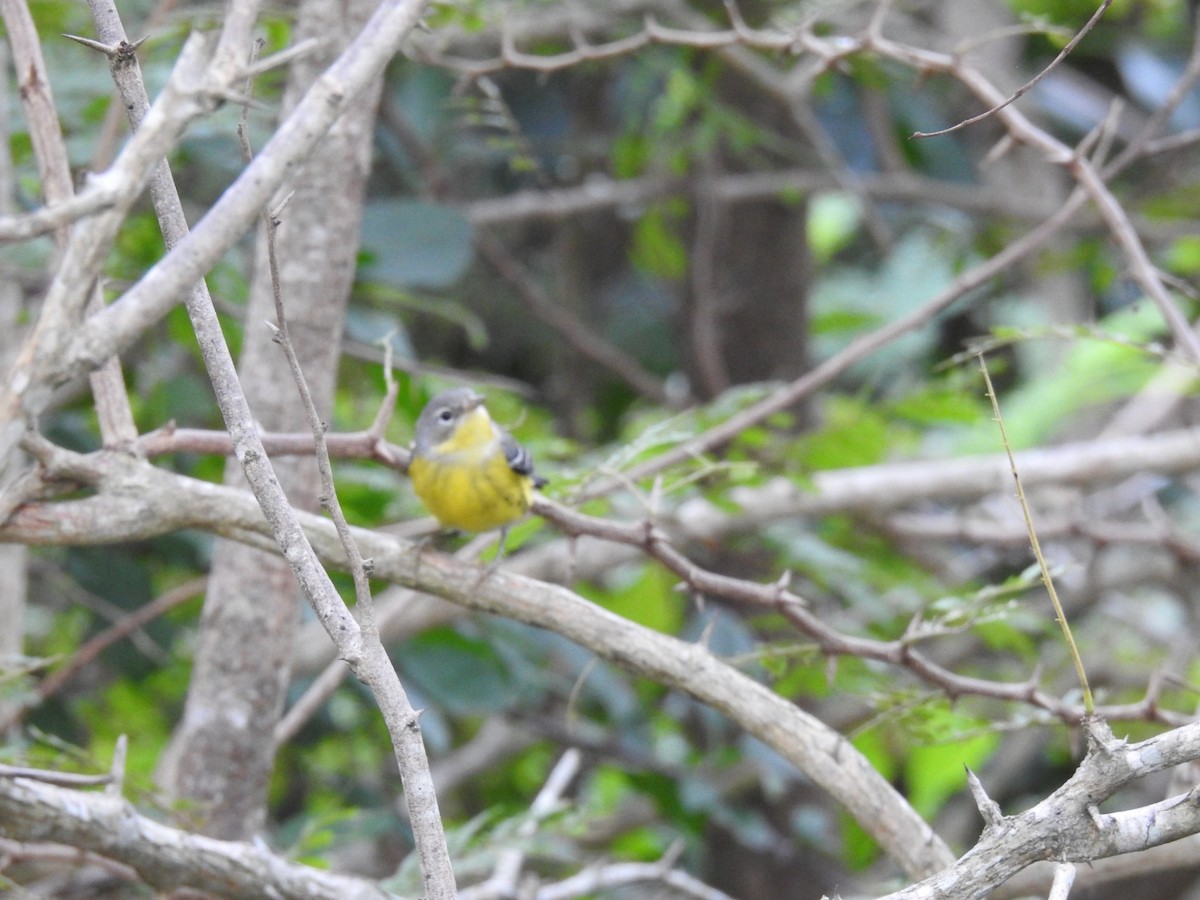 Magnolia Warbler - ML645286567