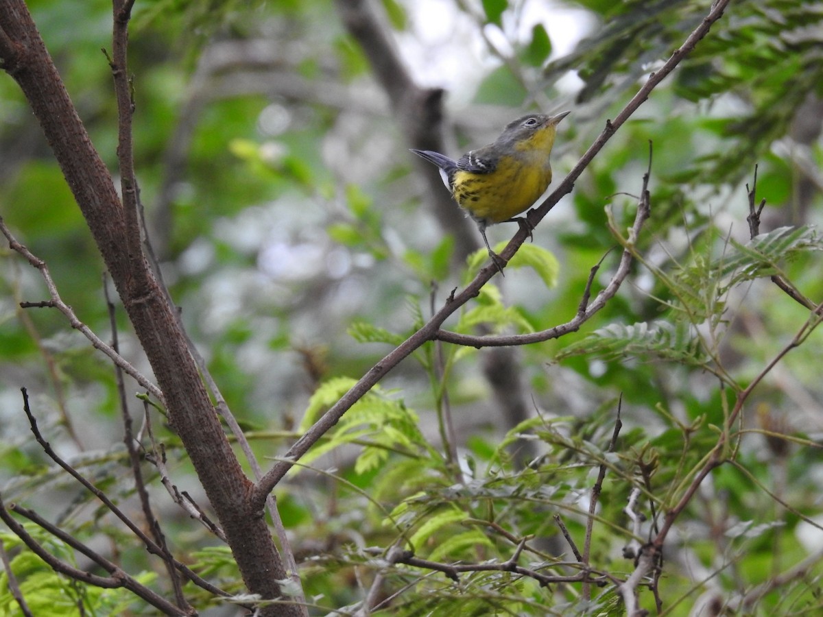 Magnolia Warbler - ML645286568