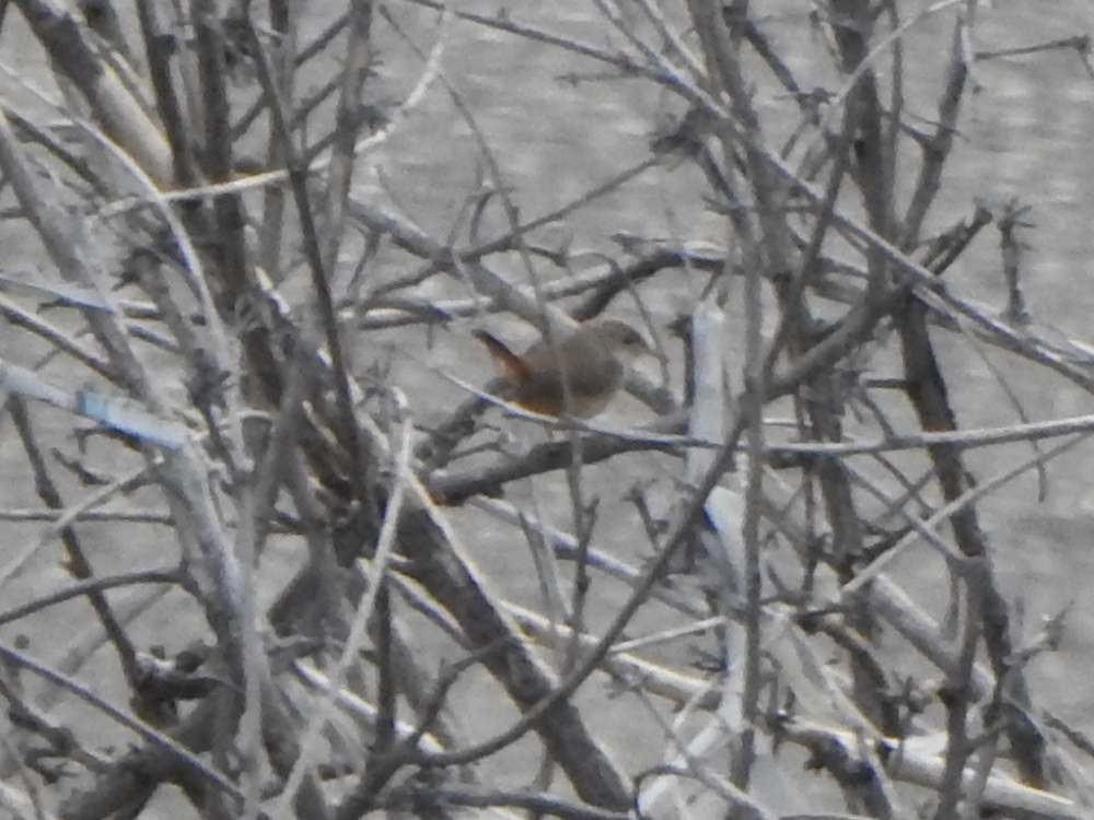 Southern House Wren - ML645286570