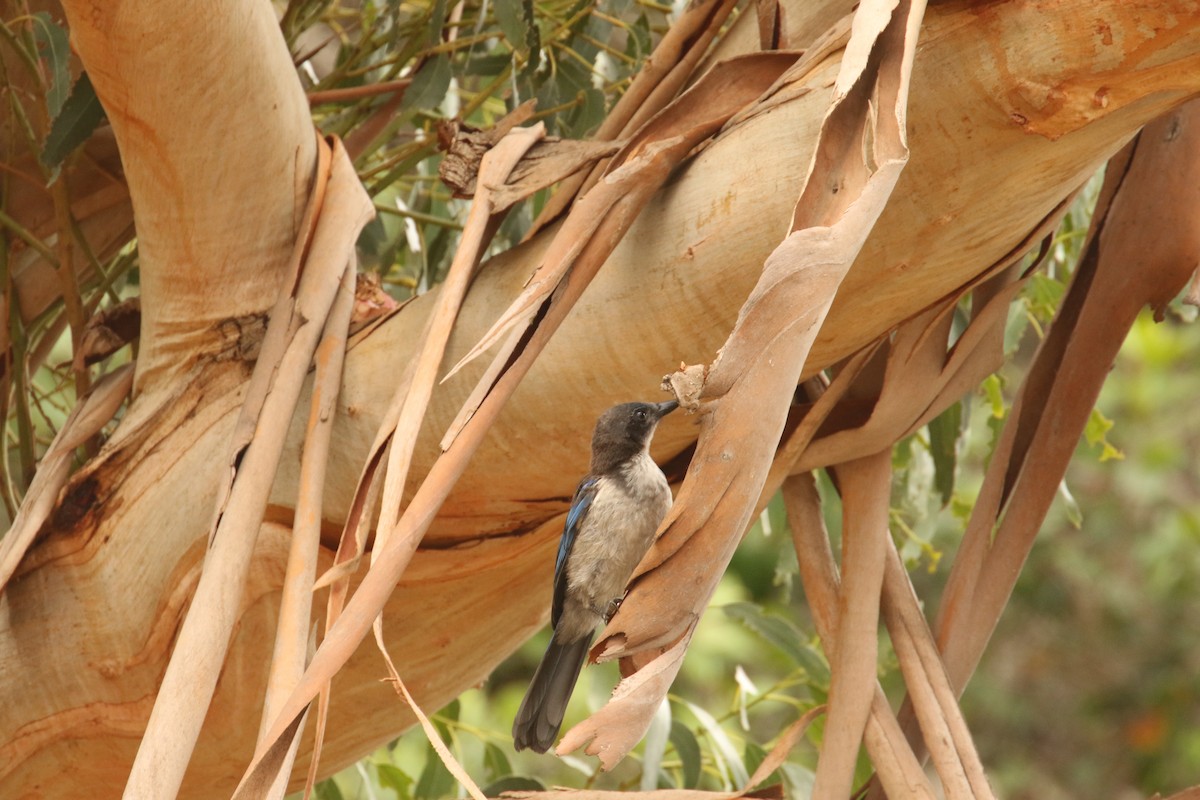 Adalı Çalı Kargası - ML645286588