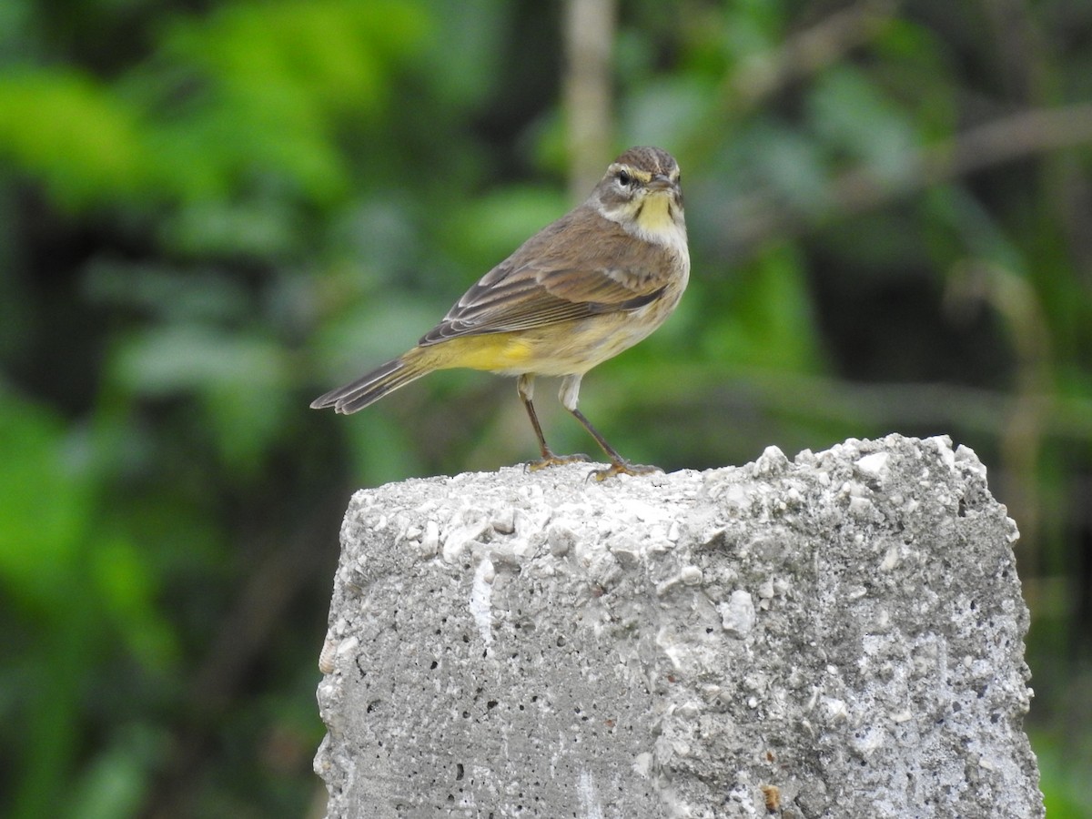 Palm Warbler - ML645286589