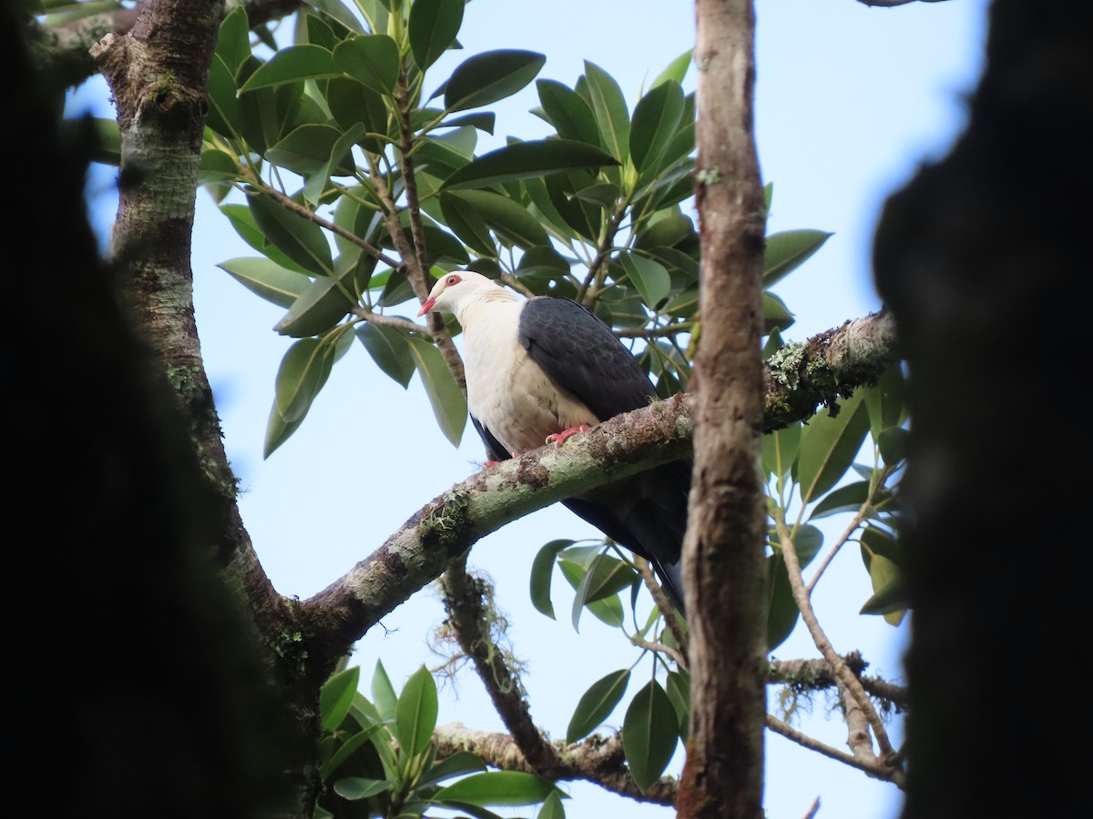 White-headed Pigeon - ML645286590