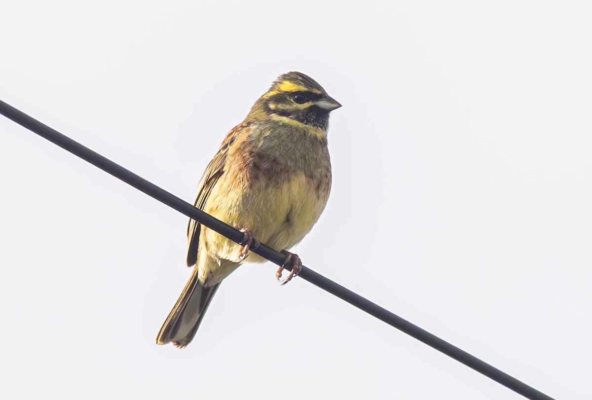 Cirl Bunting - ML645286593