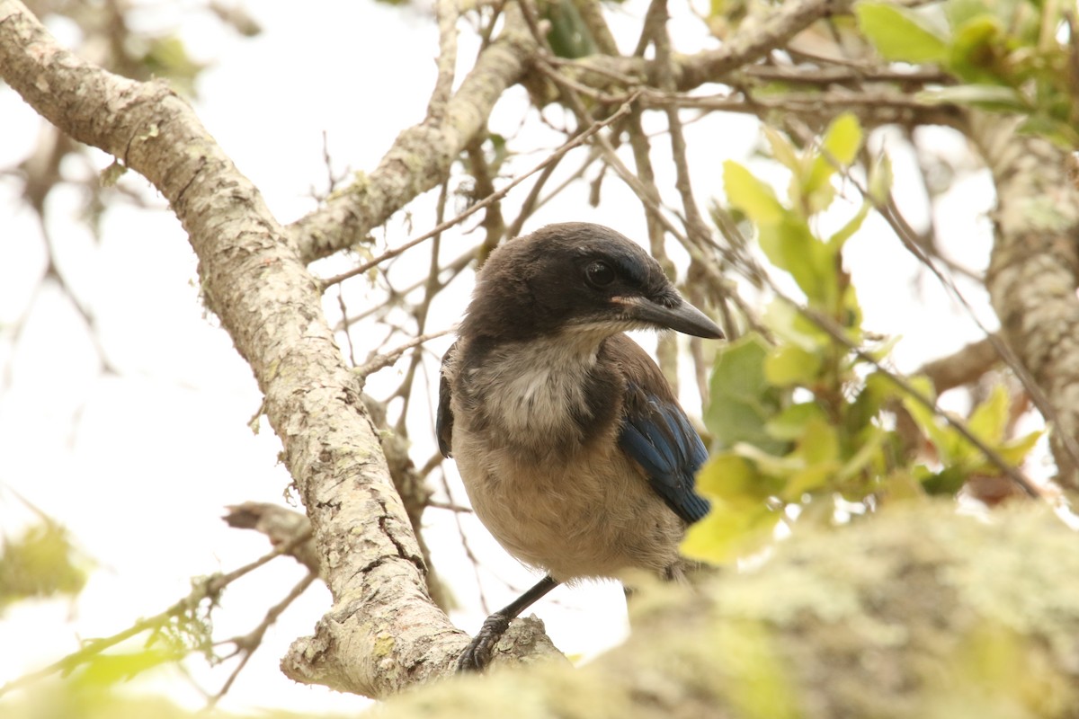 Adalı Çalı Kargası - ML645286601