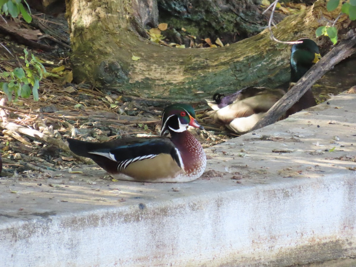 Ahate karolinarra - ML645286609