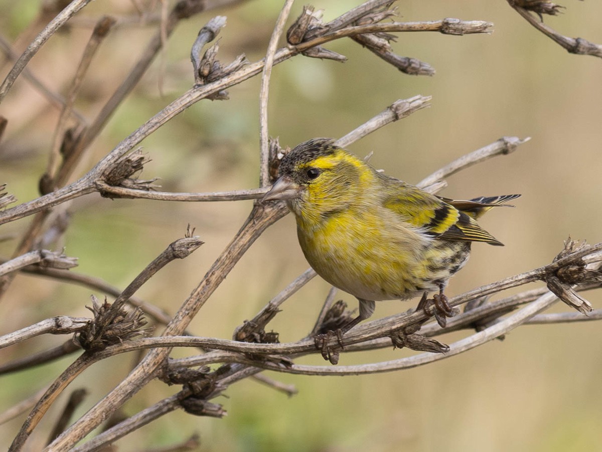 Eurasian Siskin - ML645286611