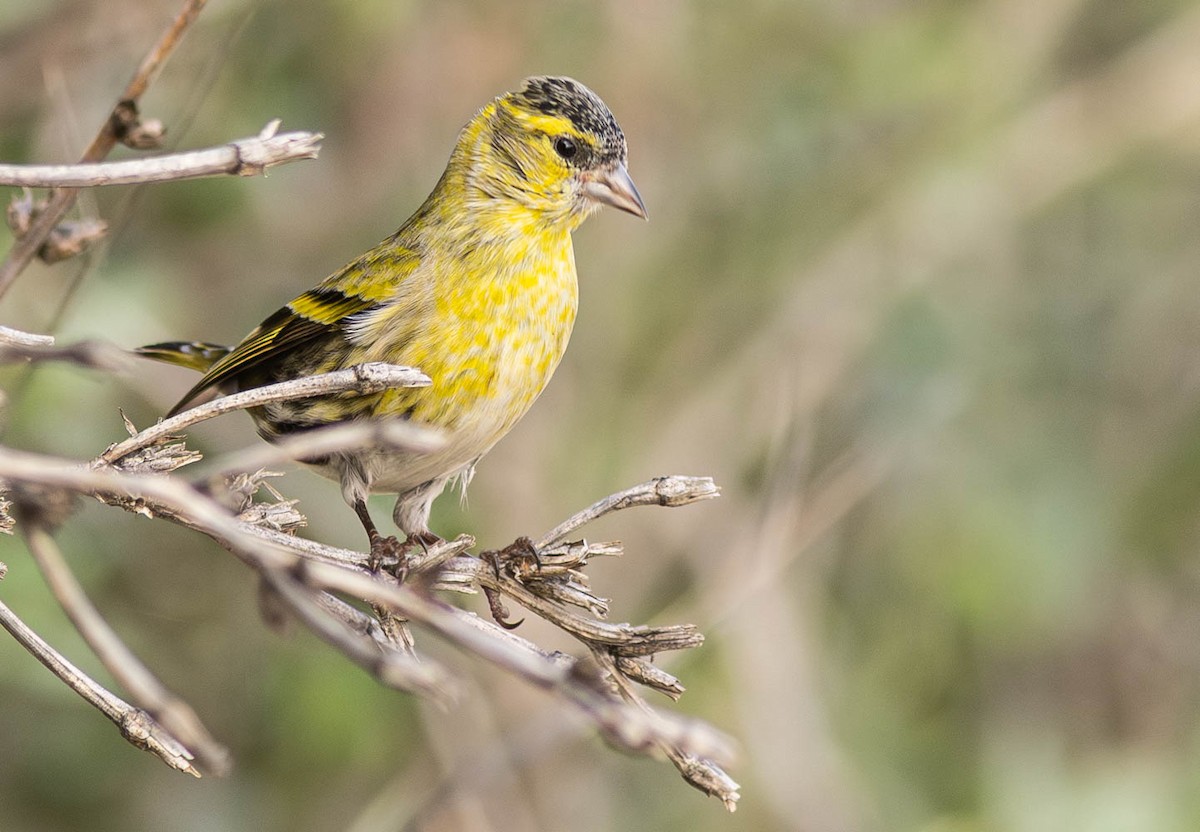 Eurasian Siskin - ML645286612