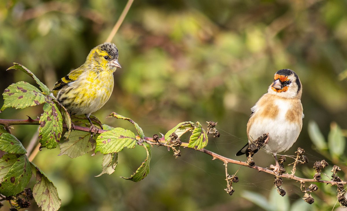 Eurasian Siskin - ML645286613