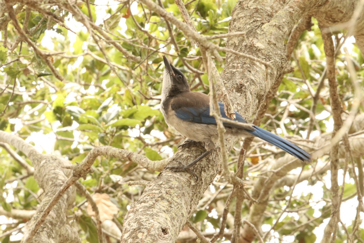 Adalı Çalı Kargası - ML645286618