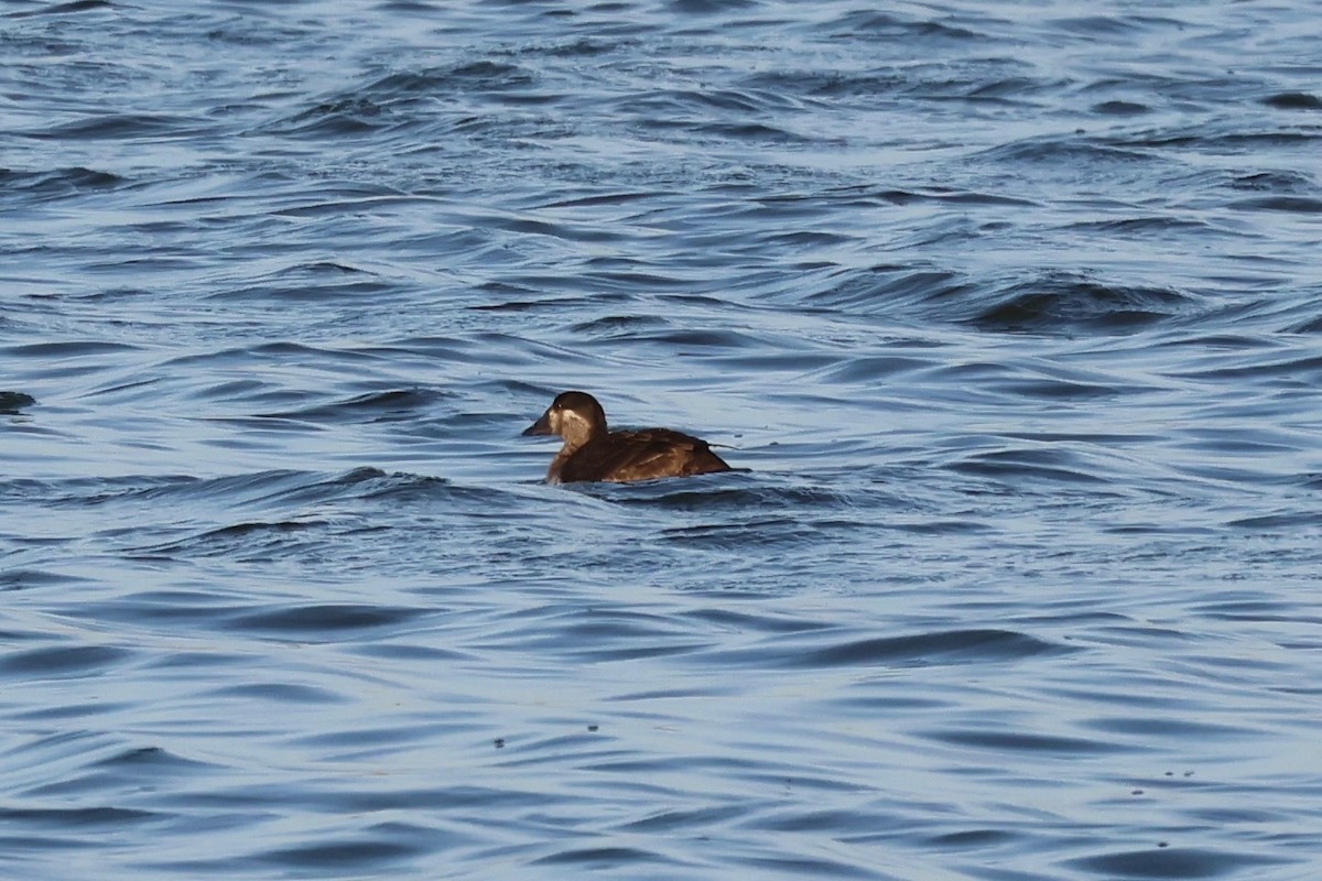 Surf Scoter - ML645286619