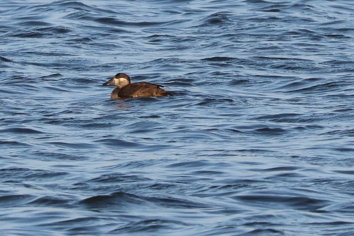 Surf Scoter - ML645286620