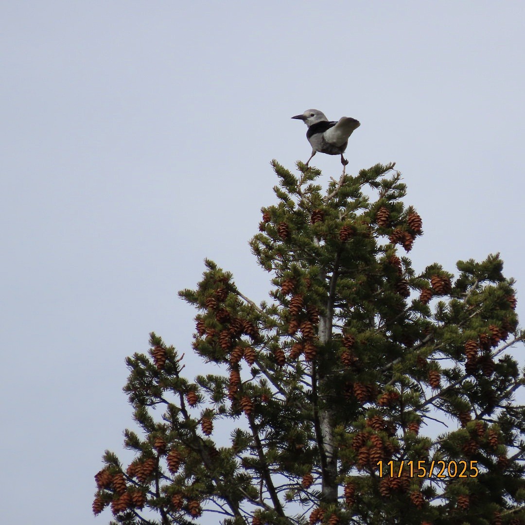 Clark's Nutcracker - ML645286622
