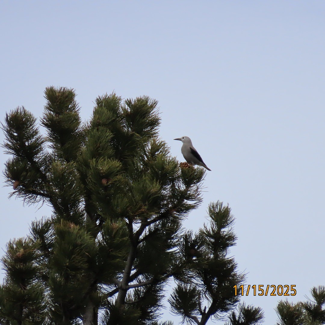 Clark's Nutcracker - ML645286623