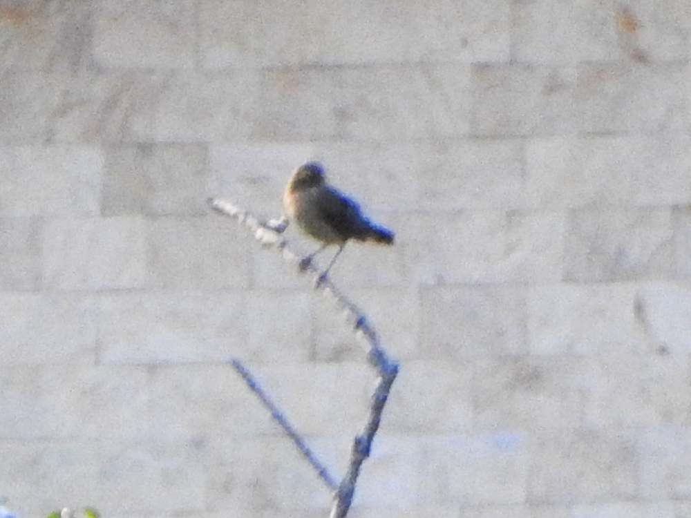 Spectacled Thrush - ML645286624