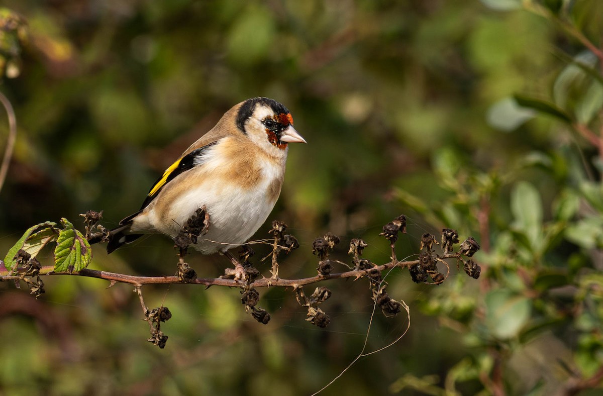 European Goldfinch - ML645286625