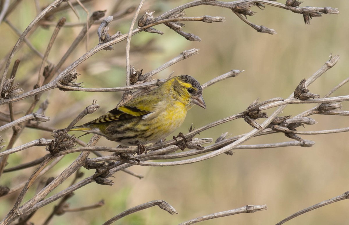 Eurasian Siskin - ML645286626