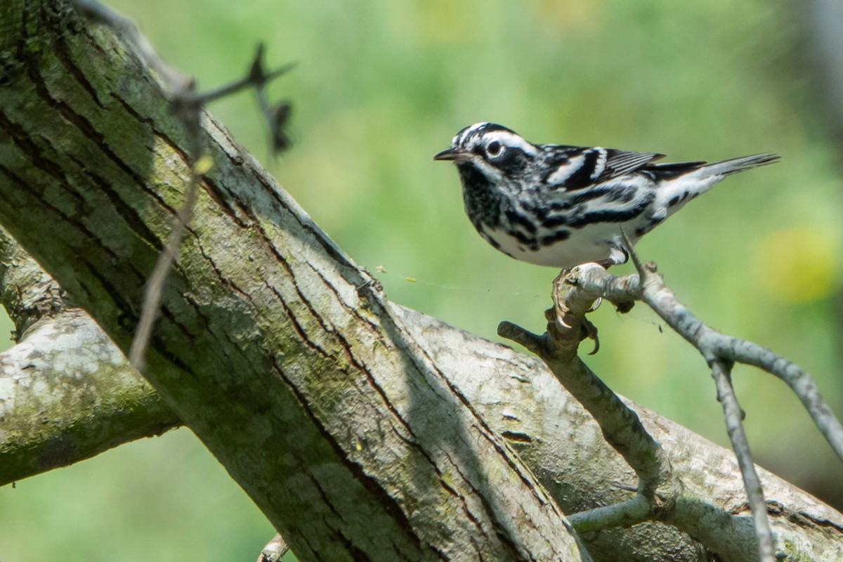 סבכון עקוד - ML645286627