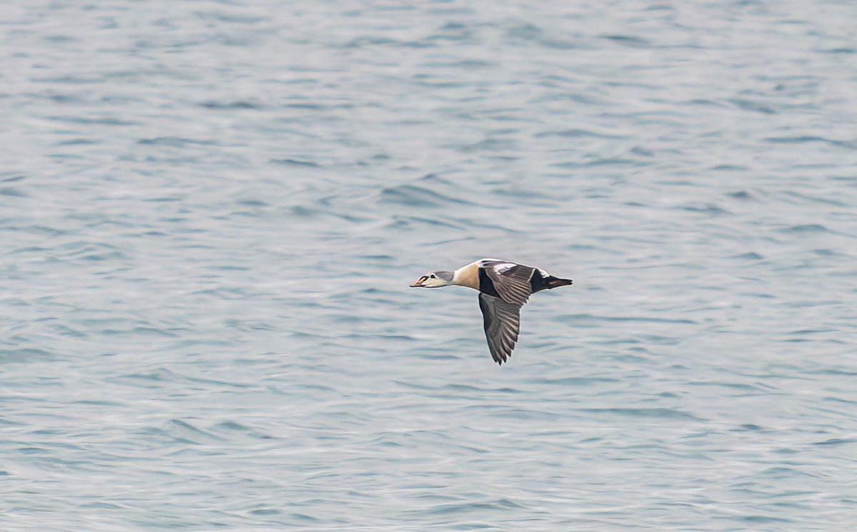 King Eider - ML645286631