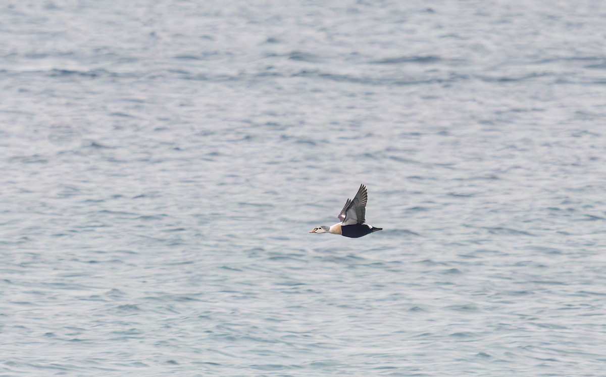 King Eider - ML645286632