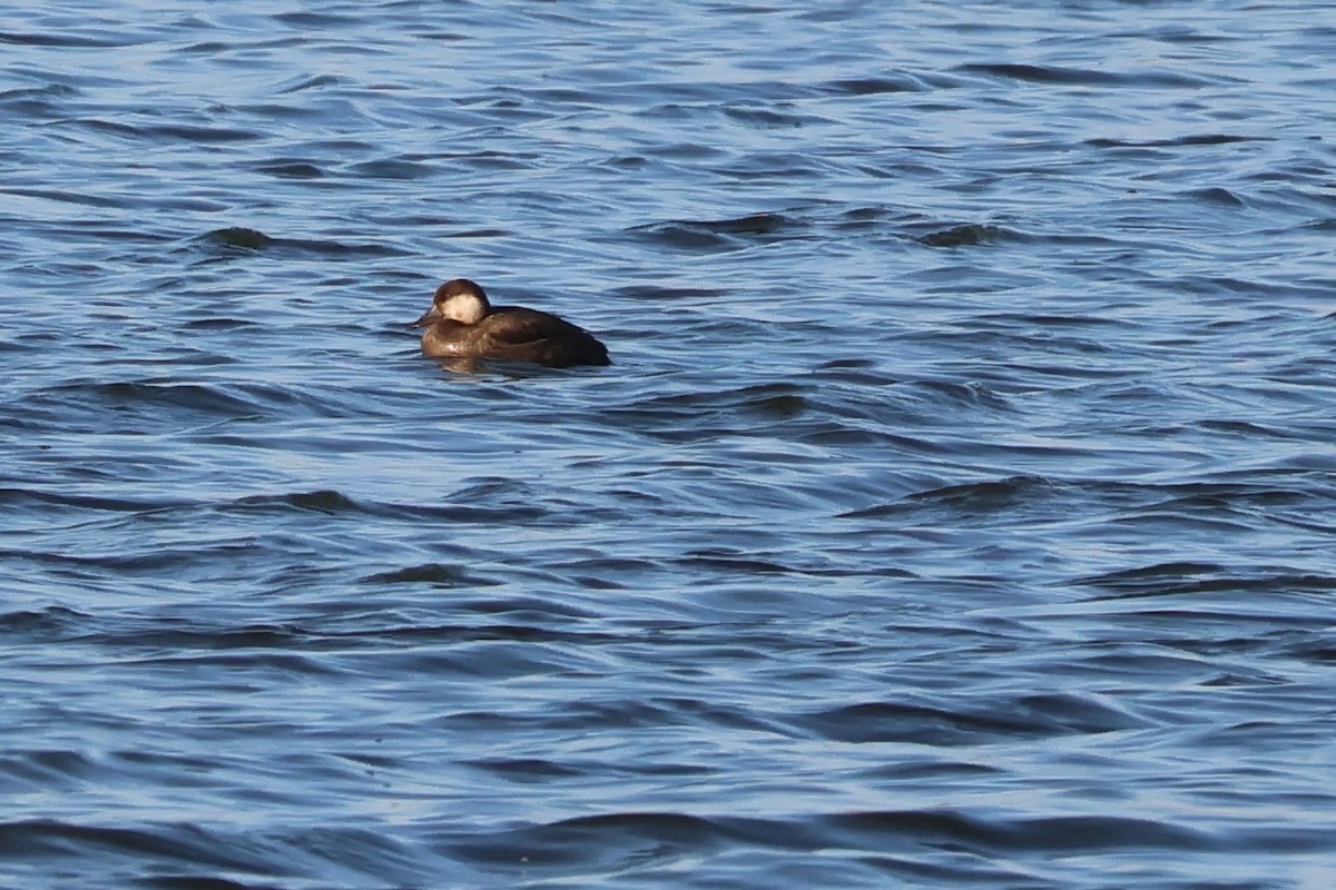 Black Scoter - ML645286633