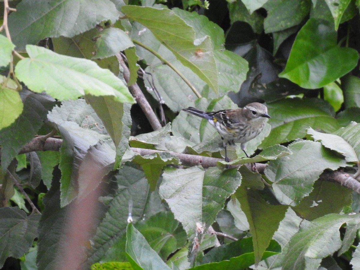 Yellow-rumped Warbler - ML645286634