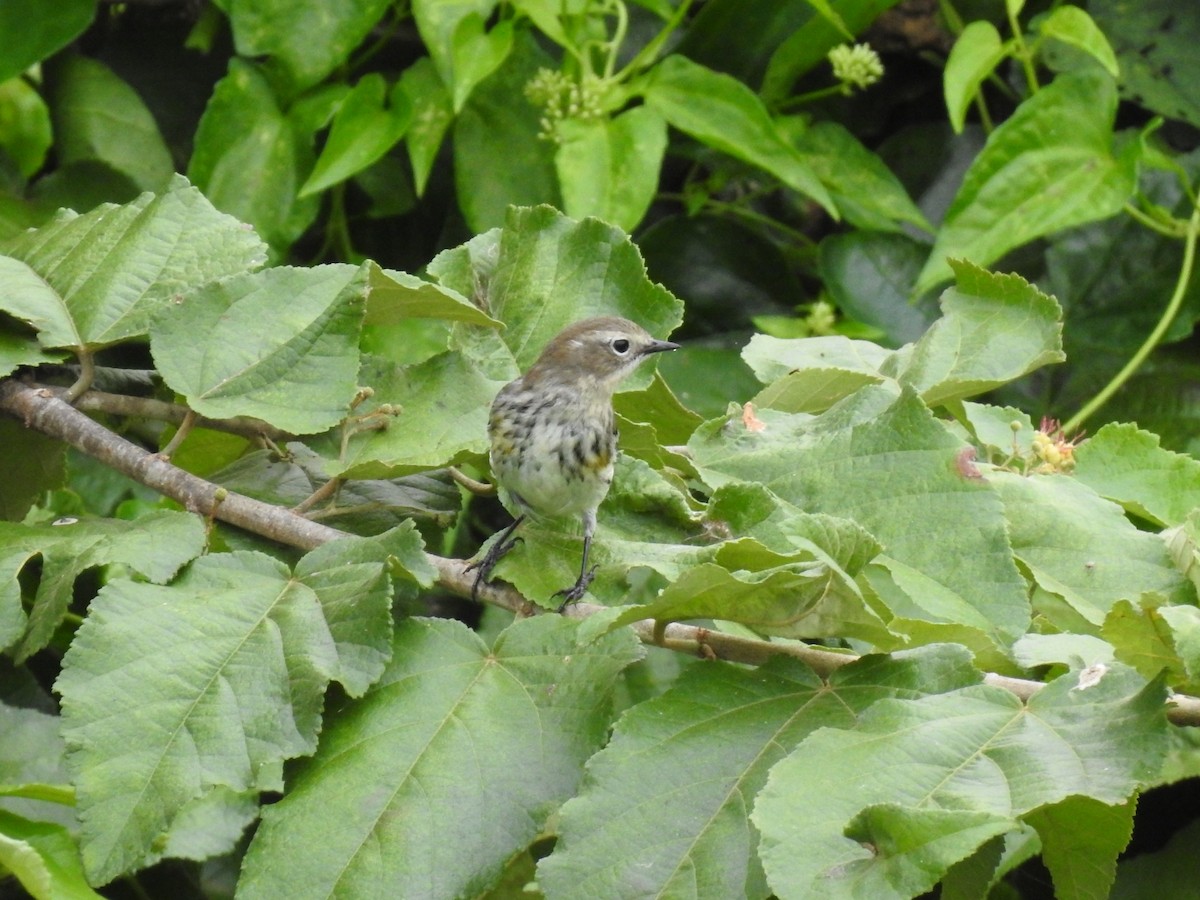 Yellow-rumped Warbler - ML645286635