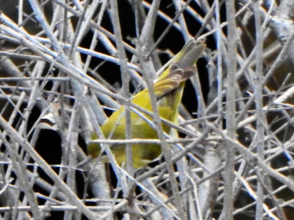 Northern Yellow Warbler - ML645286639