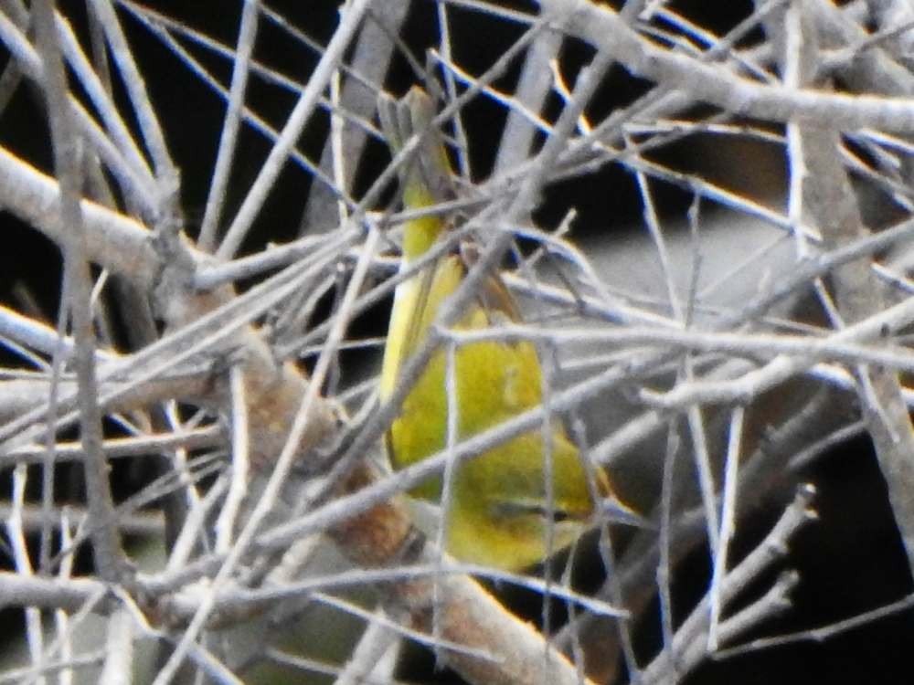 Northern Yellow Warbler - ML645286642